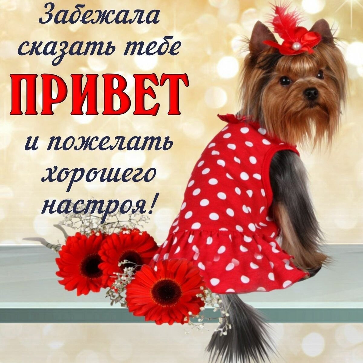 Привет картинки прикольные