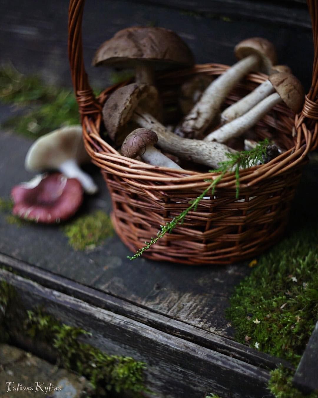 Грибы Эстетика