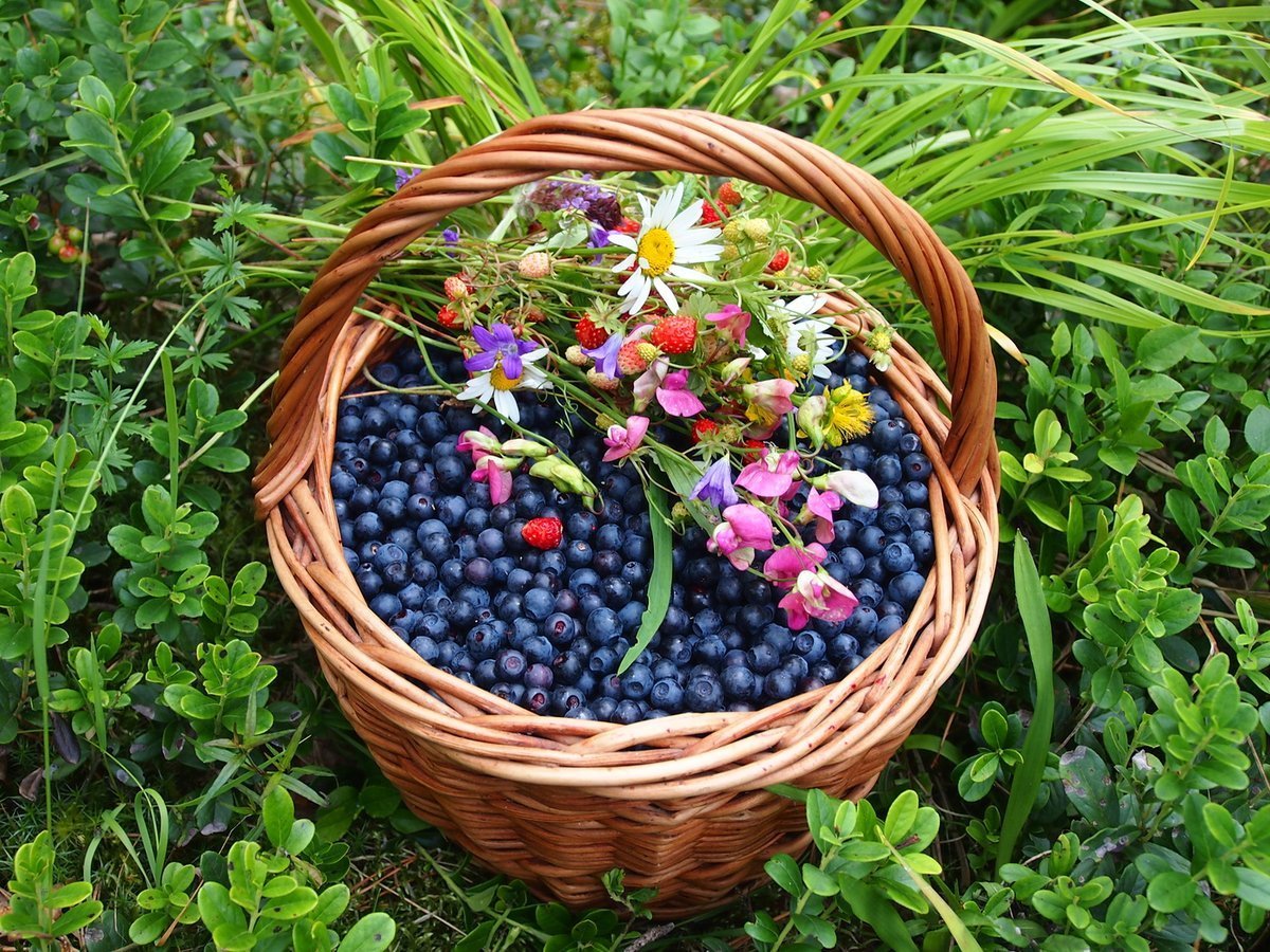 Корзинка с лесными ягодами