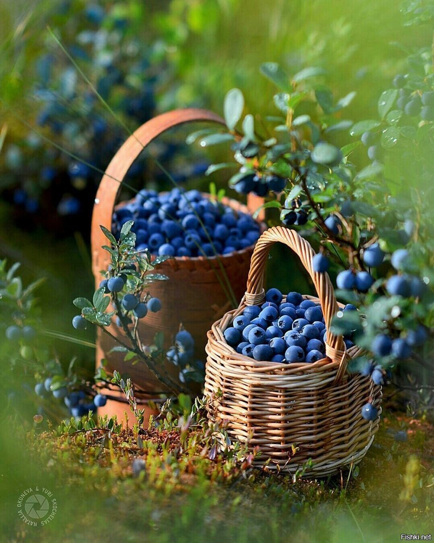 Лукошко с черникой