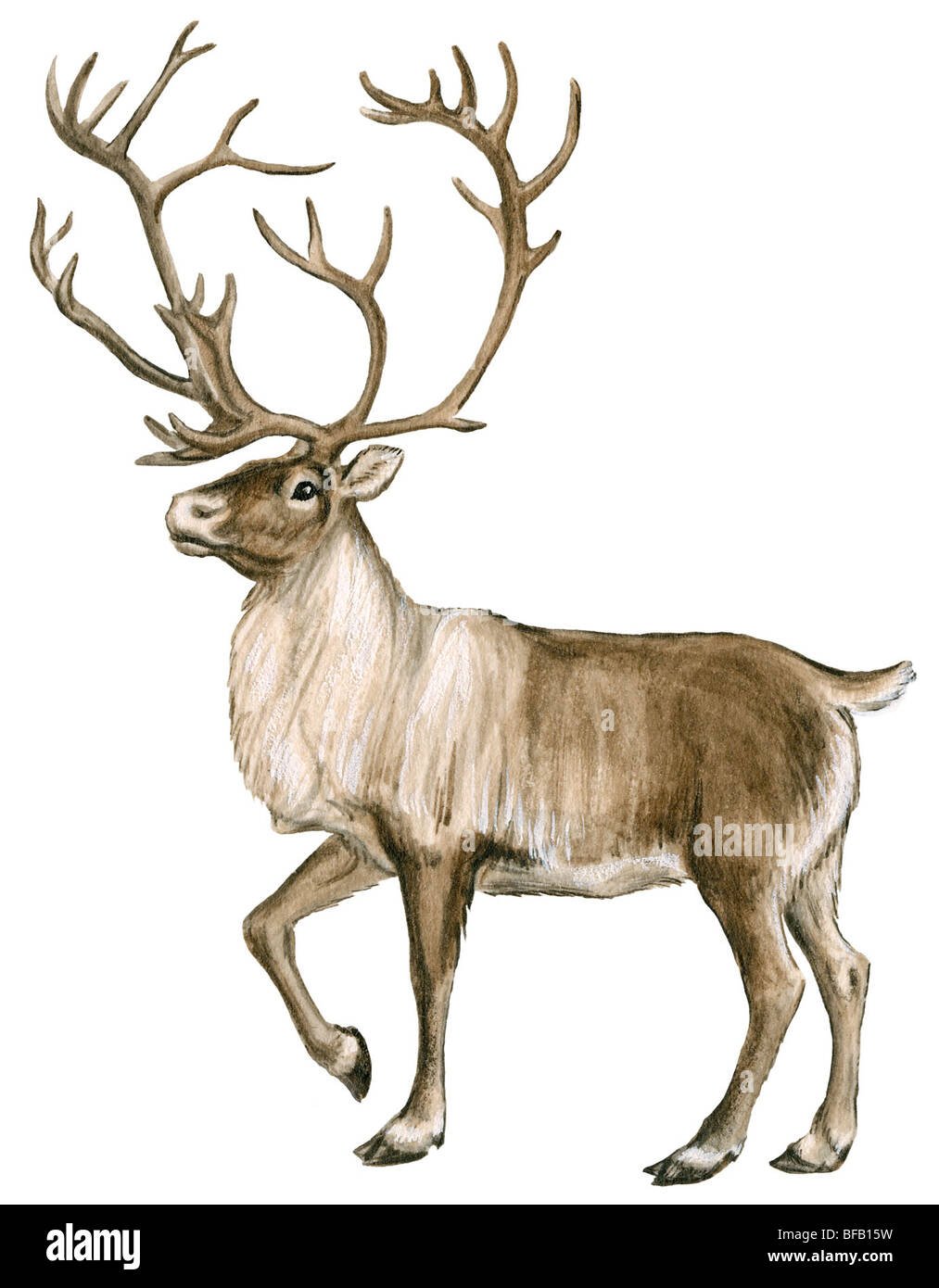 Северные узоры олень