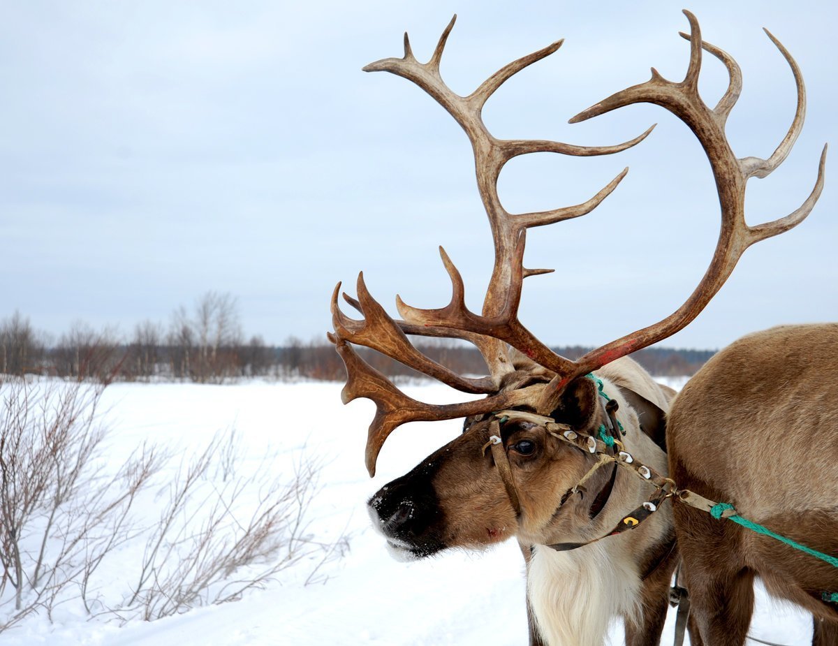 Самка Северного оленя