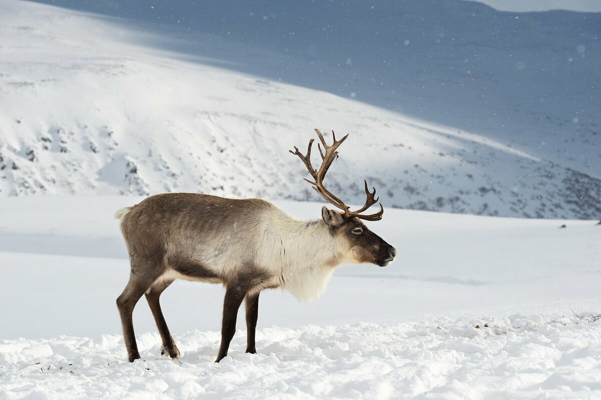 Олень карандашом