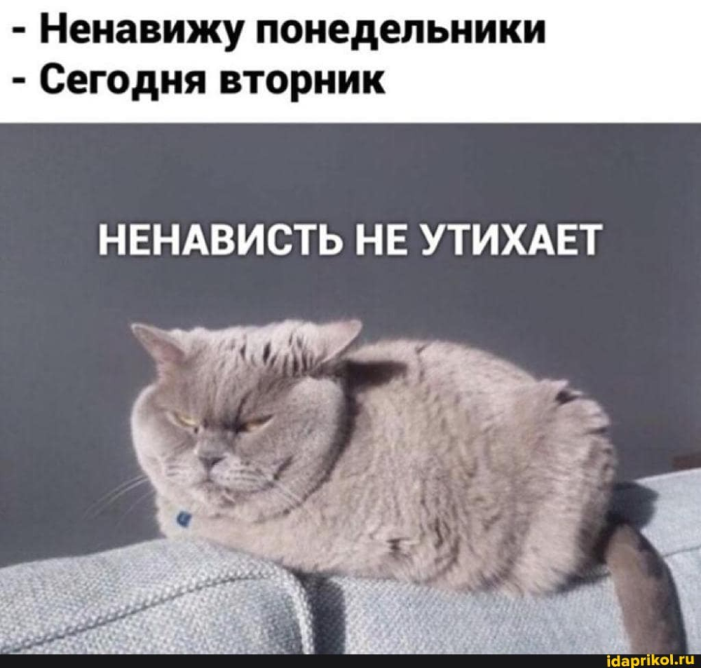 Ненавижу понедельник сегодня вторник ненависть не утихает