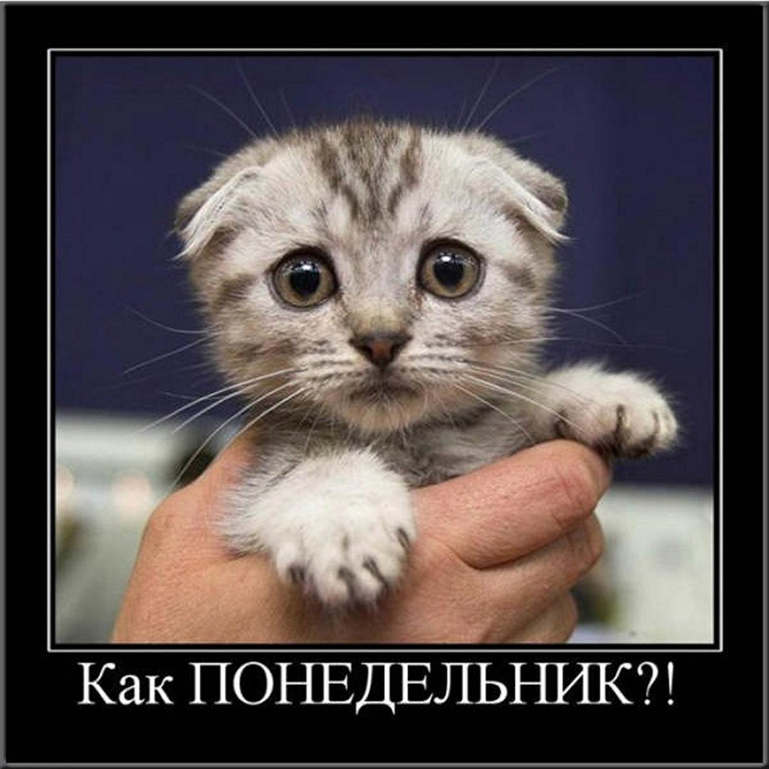 Шутки про понедельник