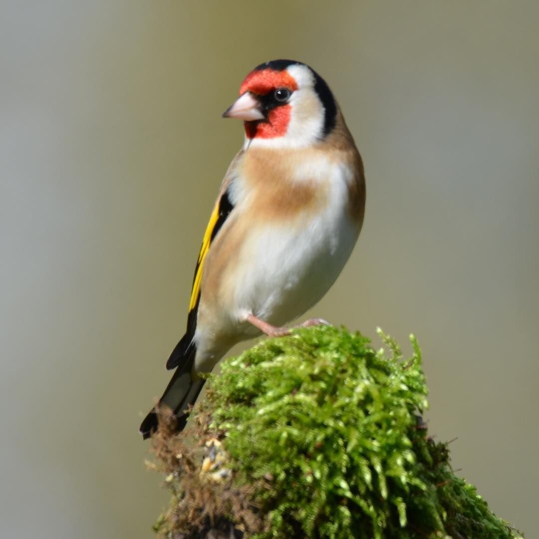 Слеток щегла