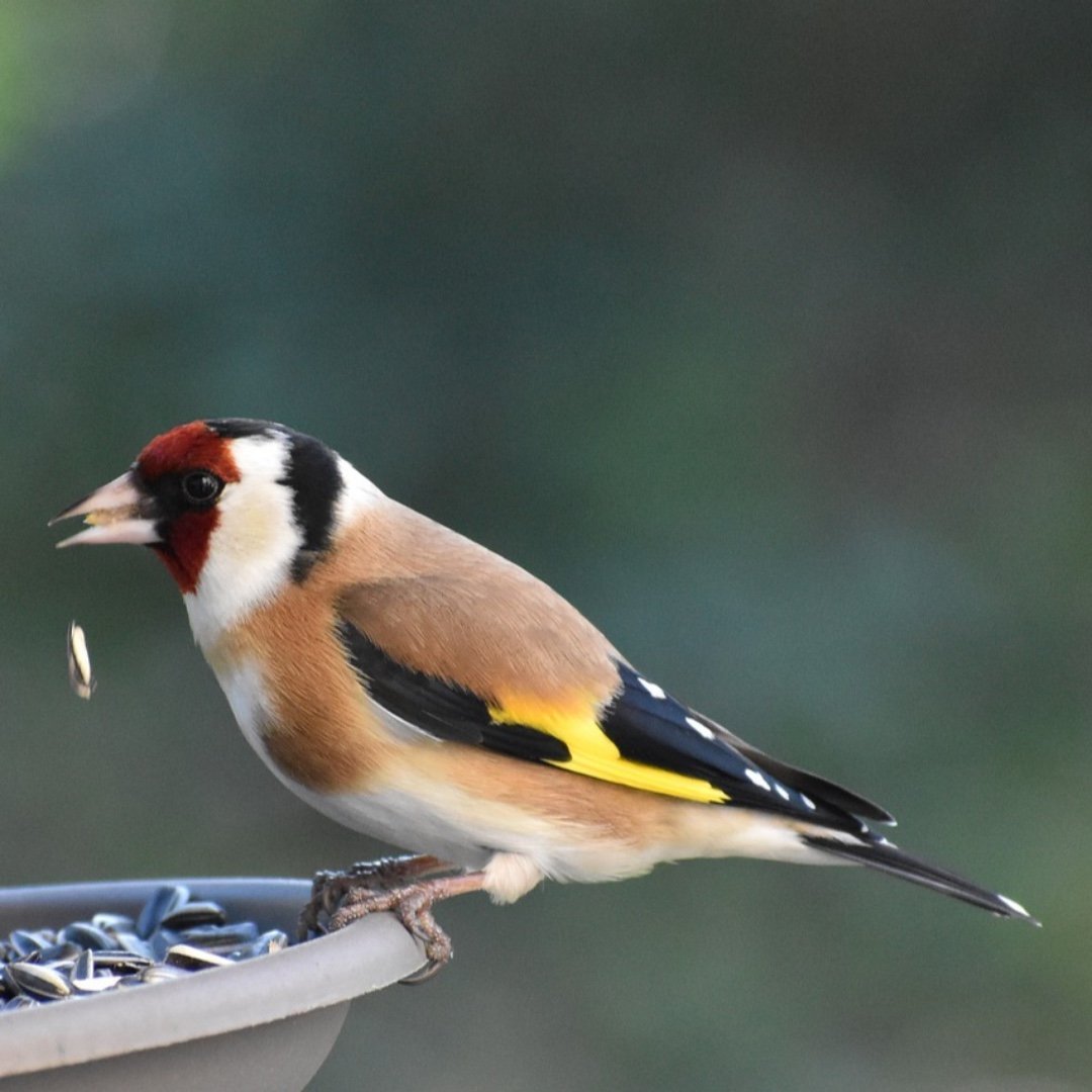 Черноголовый щегол