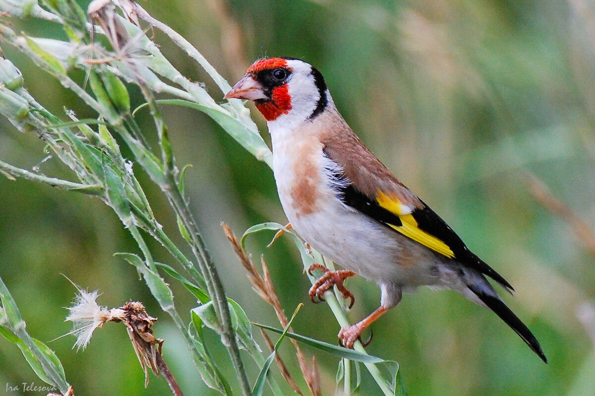 Щегол птица птенец