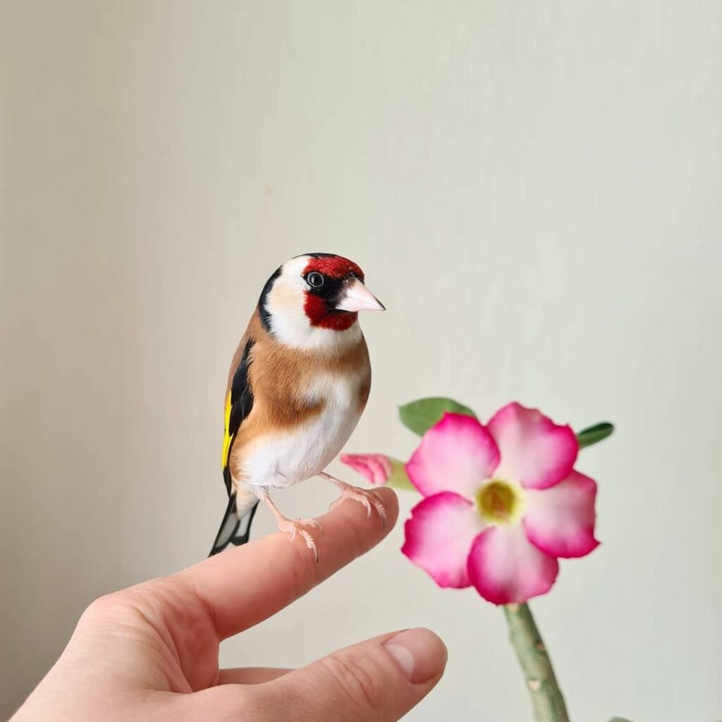 Щегол черноголовый домашний