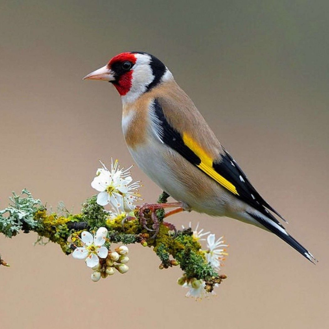 Черноголовый щегол пение