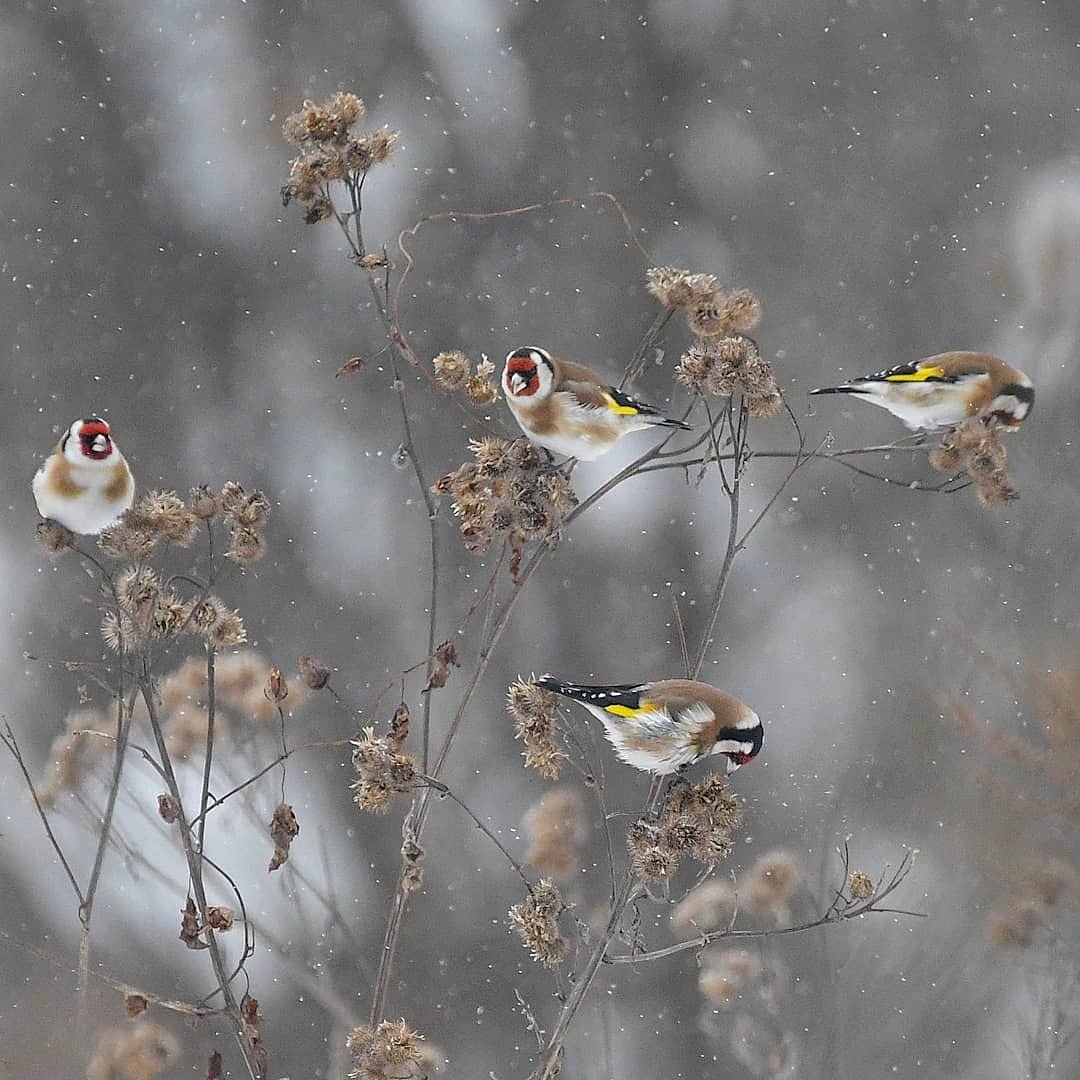 Черноголовый щегол птица