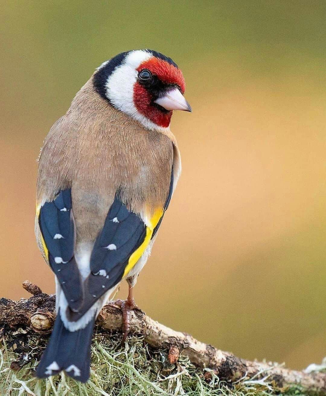 Щегол логотип