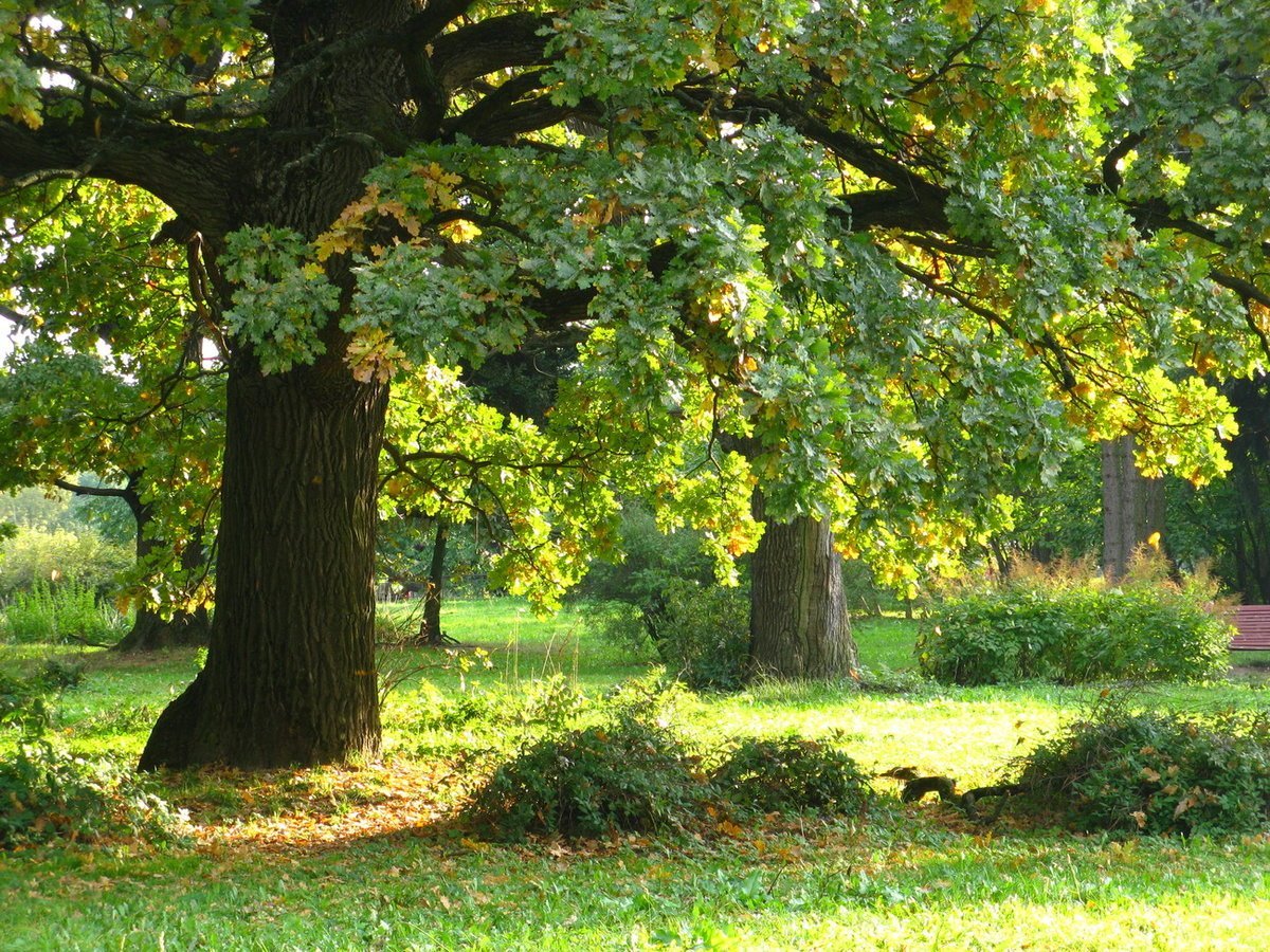 Дубовая роща Коломенское