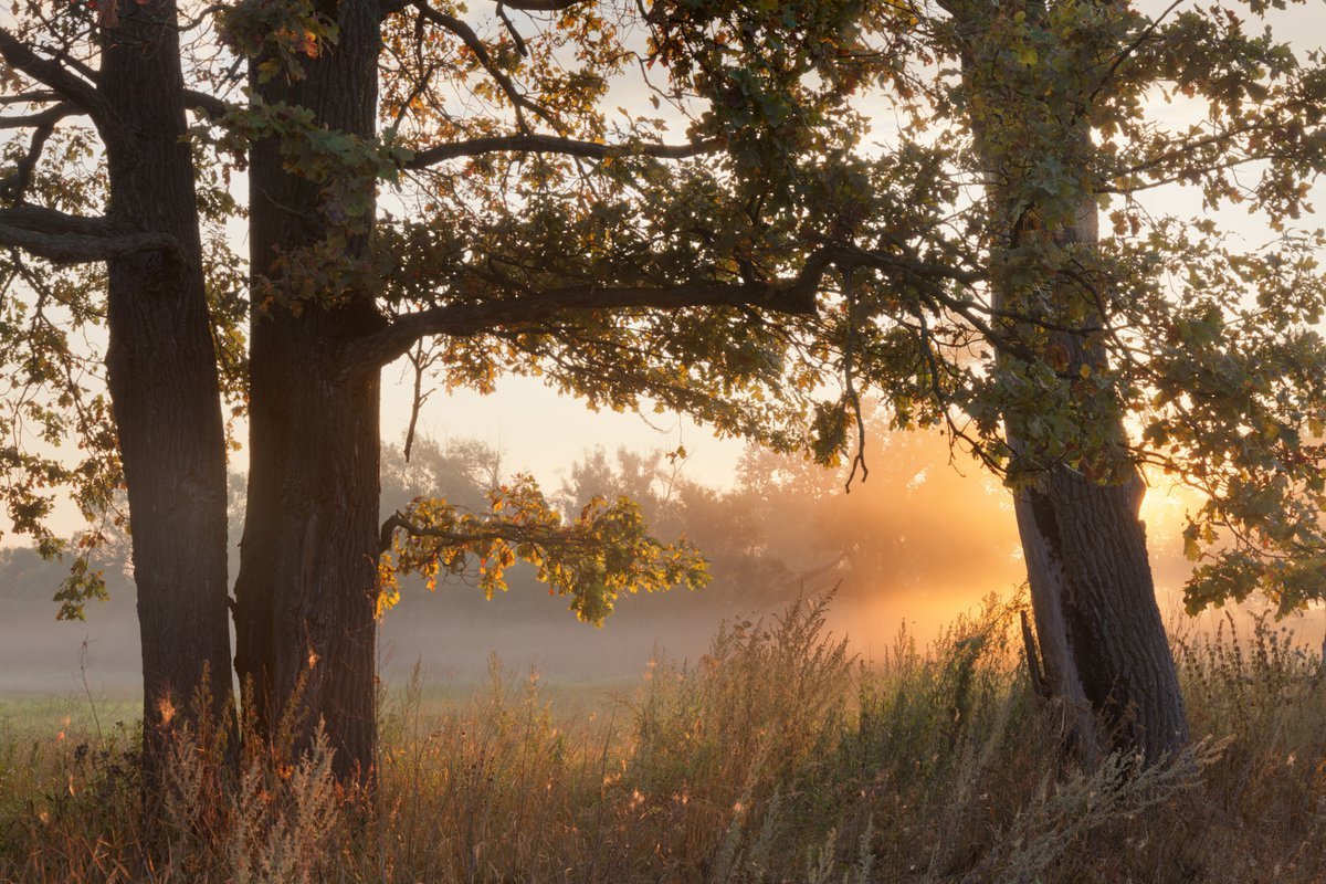 Роща Дубрава Брянская обл