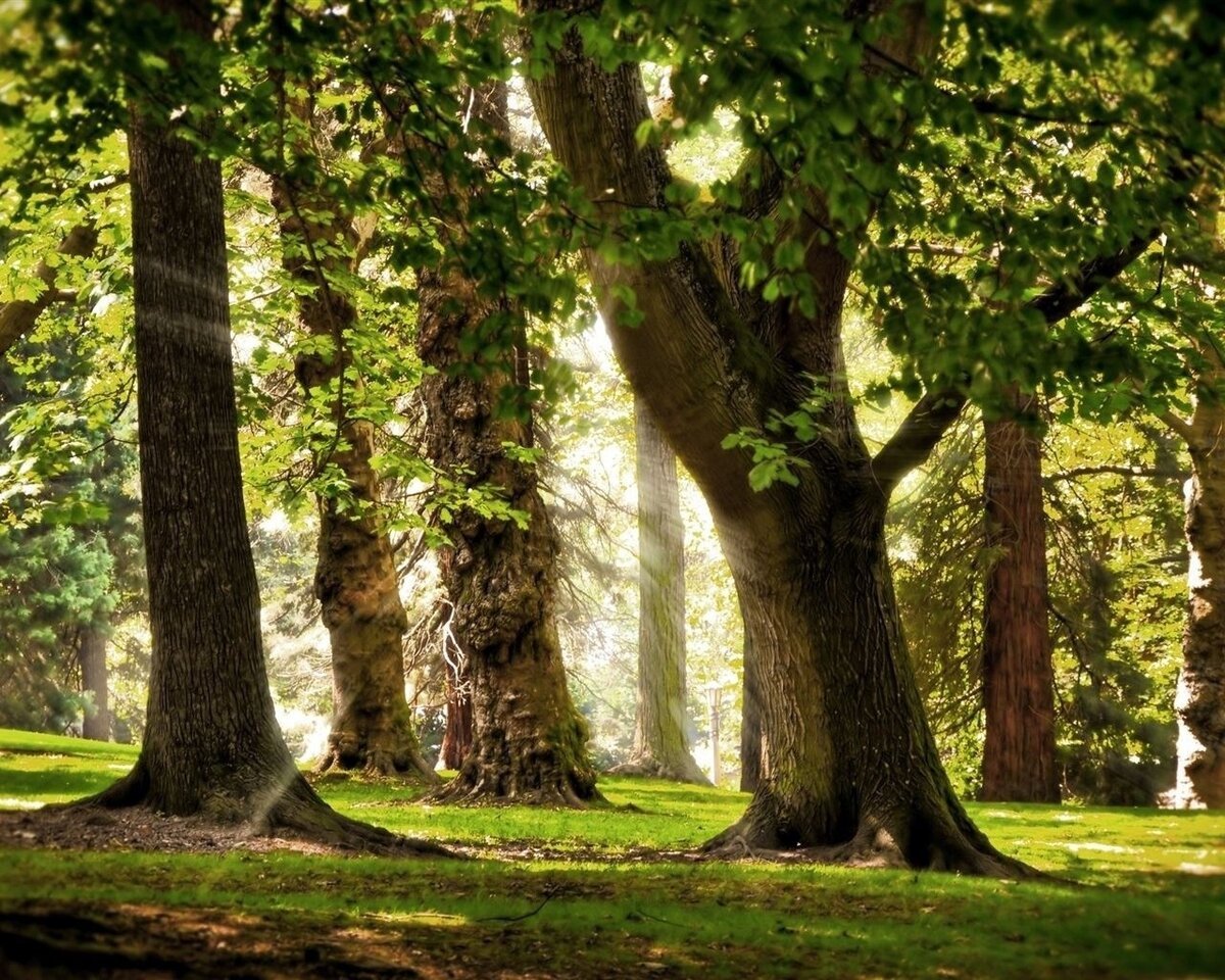 Дубрава деревья дубовой лес