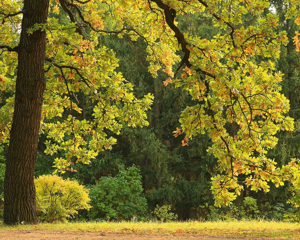 Дуб широколиственный лес