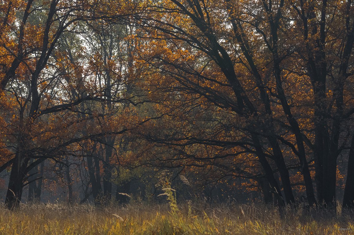 Воронеж Дубрава осень