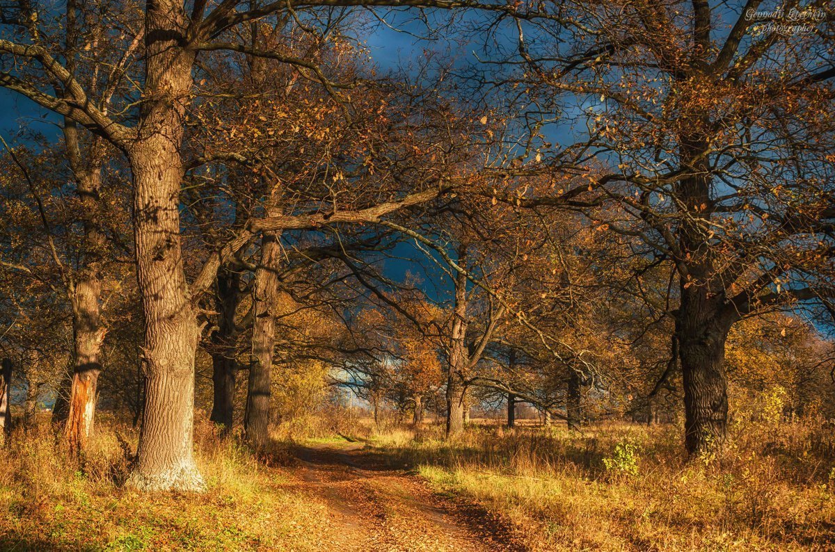 Дубовая роща Дагестан