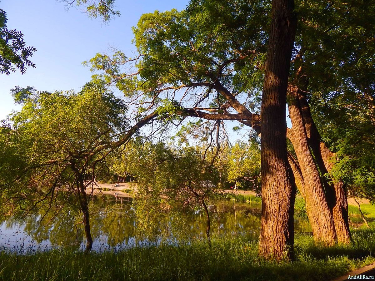 Природа Чувашии Дубрава