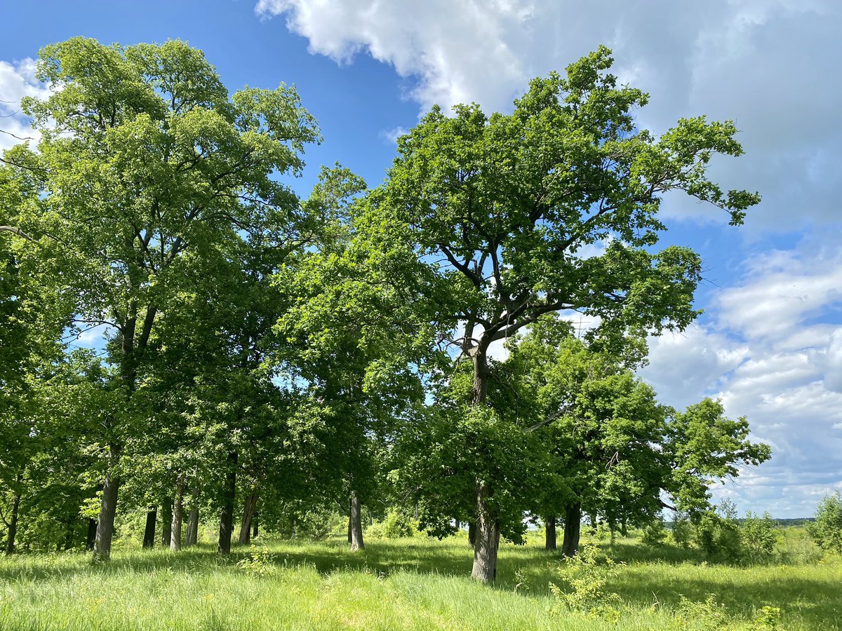 Дуб широколиственный лес