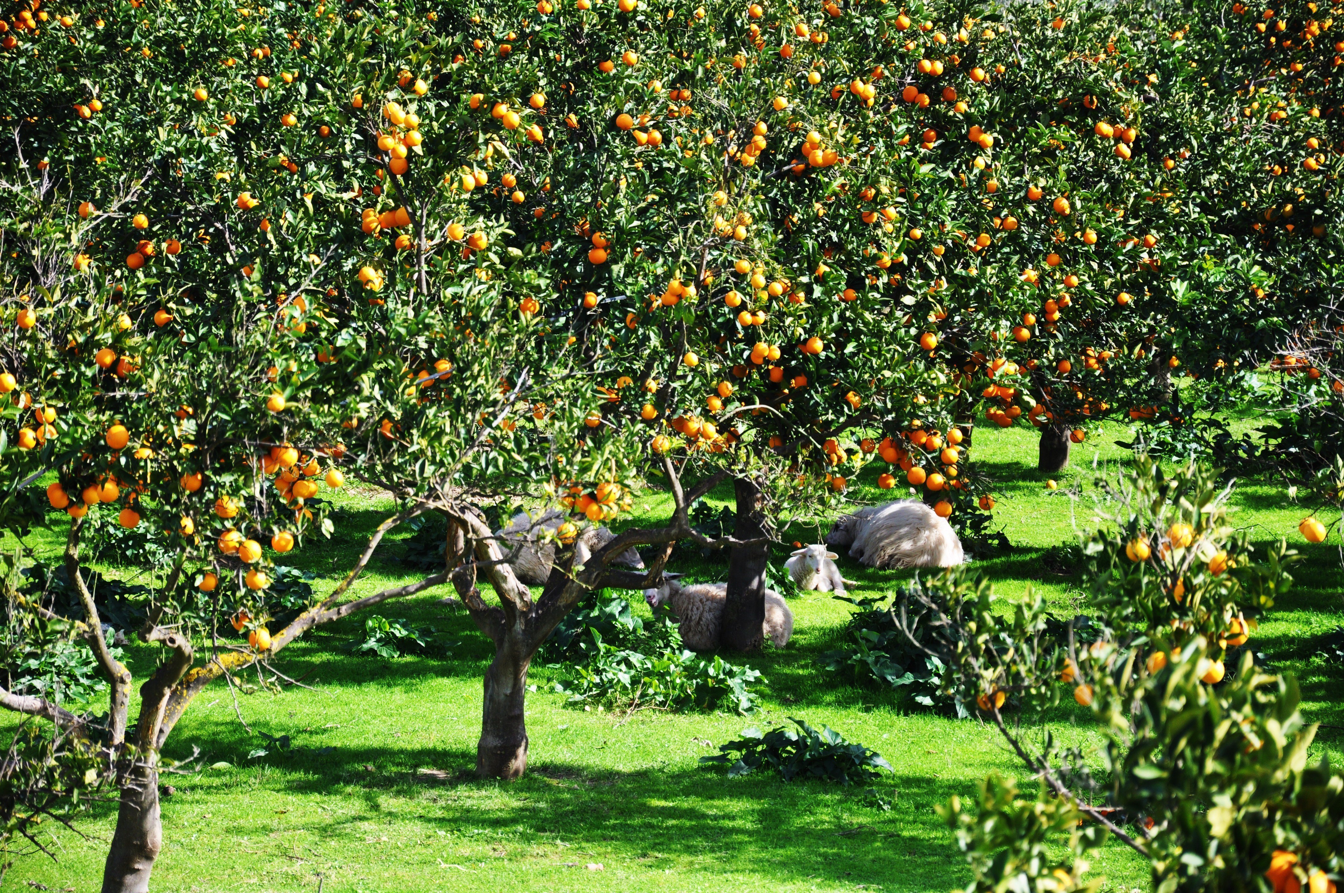 Плодовые домашние. Робер Уден апельсиновое дерево. Абхазия апельсиновая роща. Яблочный плантации Турции. Яблоневый сад в Ботаническом саду.