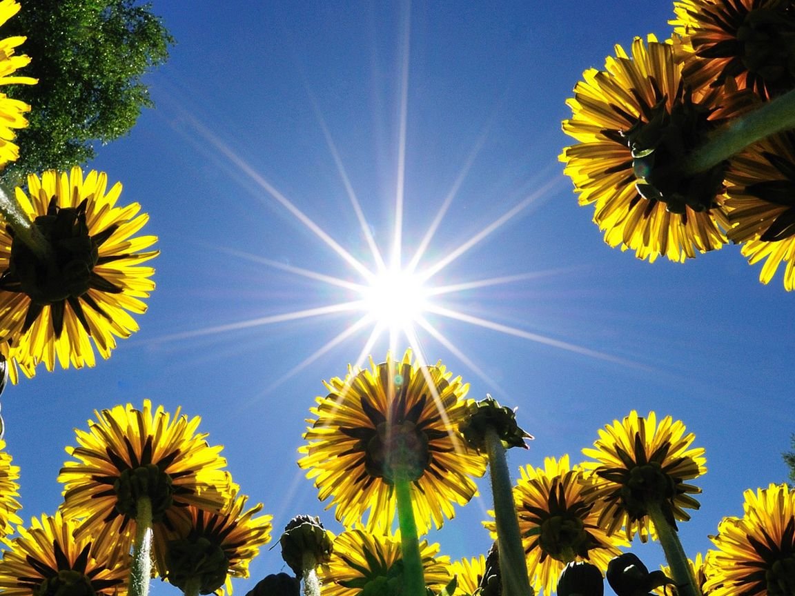 Фон солнышко