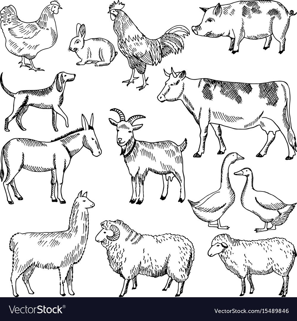 Рисование с/х животных