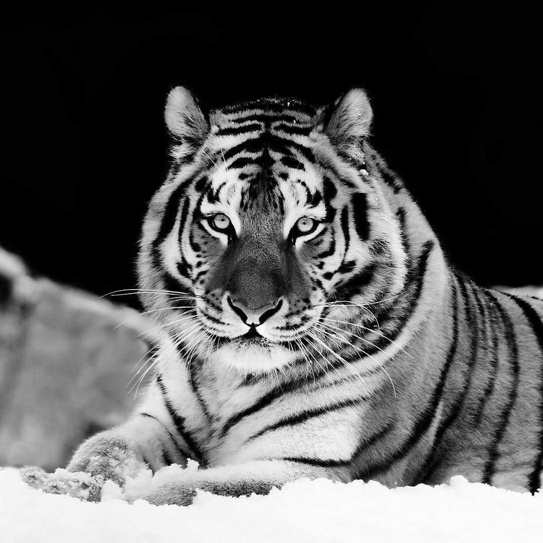 Амурский тигр черно белый