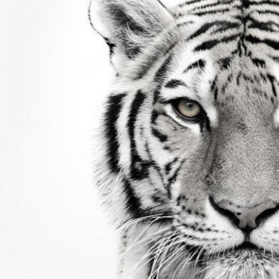 Drawing Tiger in vector format jpg