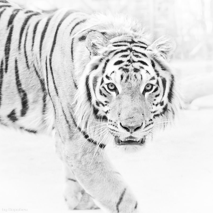 Амурский тигр черно белый