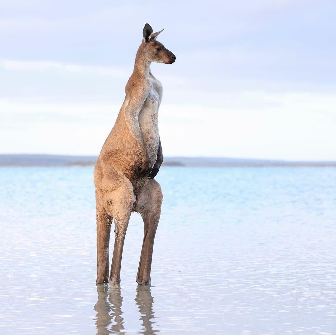 Смешные картинки