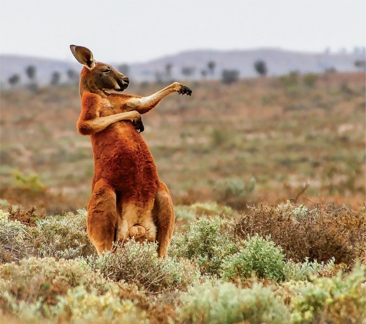 Кенгуру Роджер из Австралии