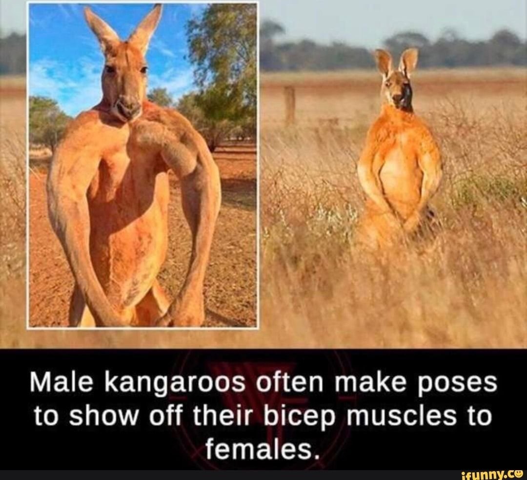 Собака похожая на кенгуру