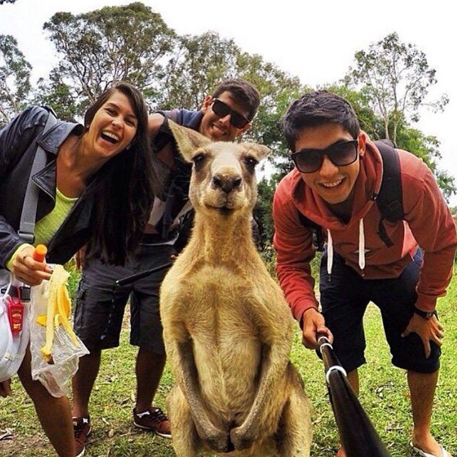 Квокка и человек