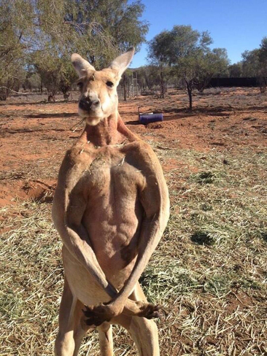 Кенгуру силач