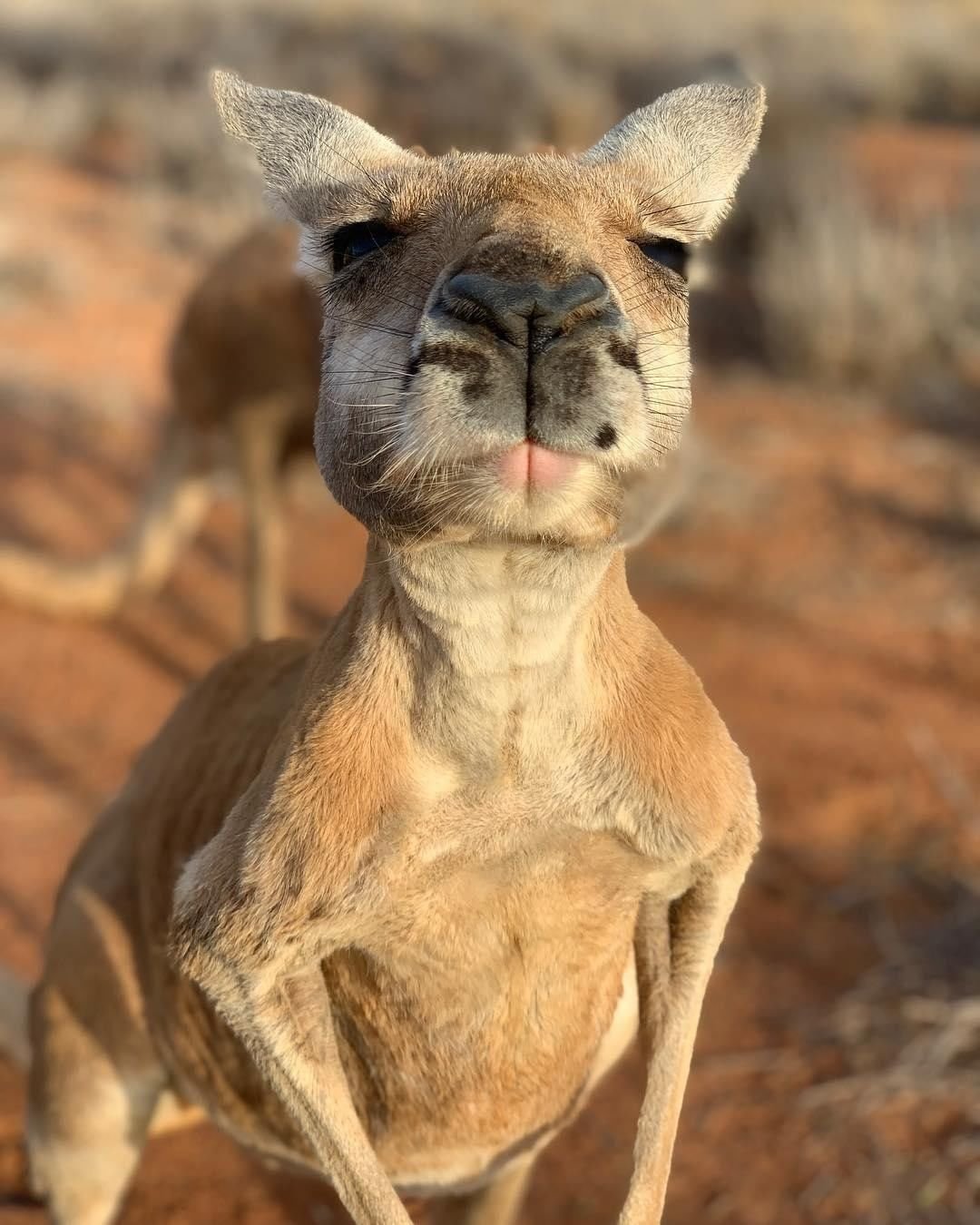 Кенгуру прикол