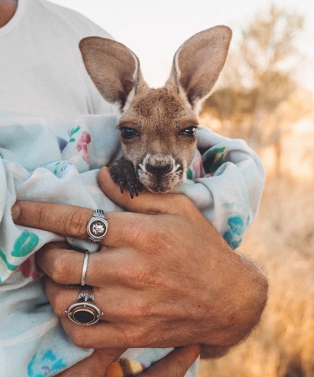 Милые кенгуру