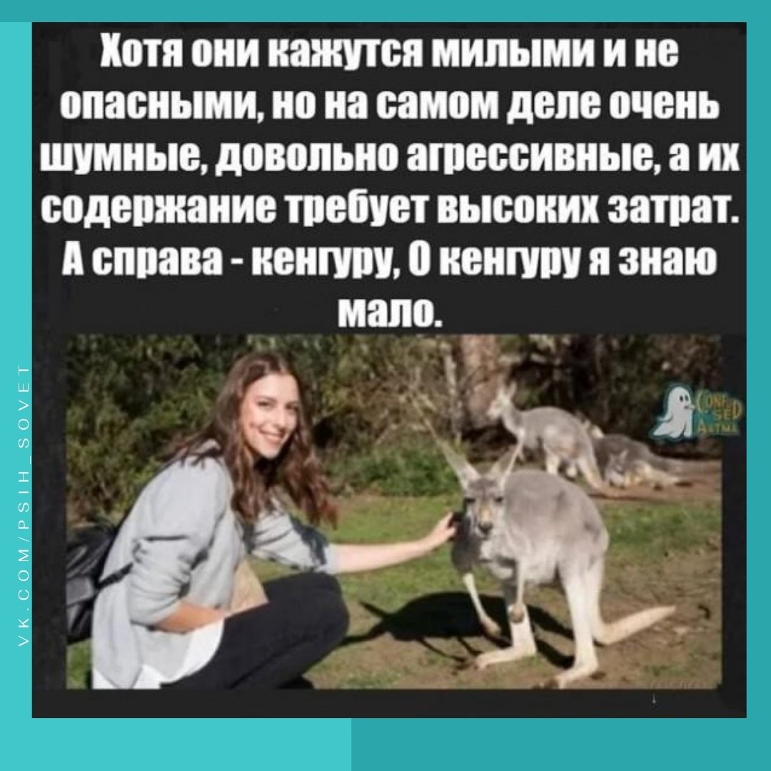 Зоопортреты Timur anton.