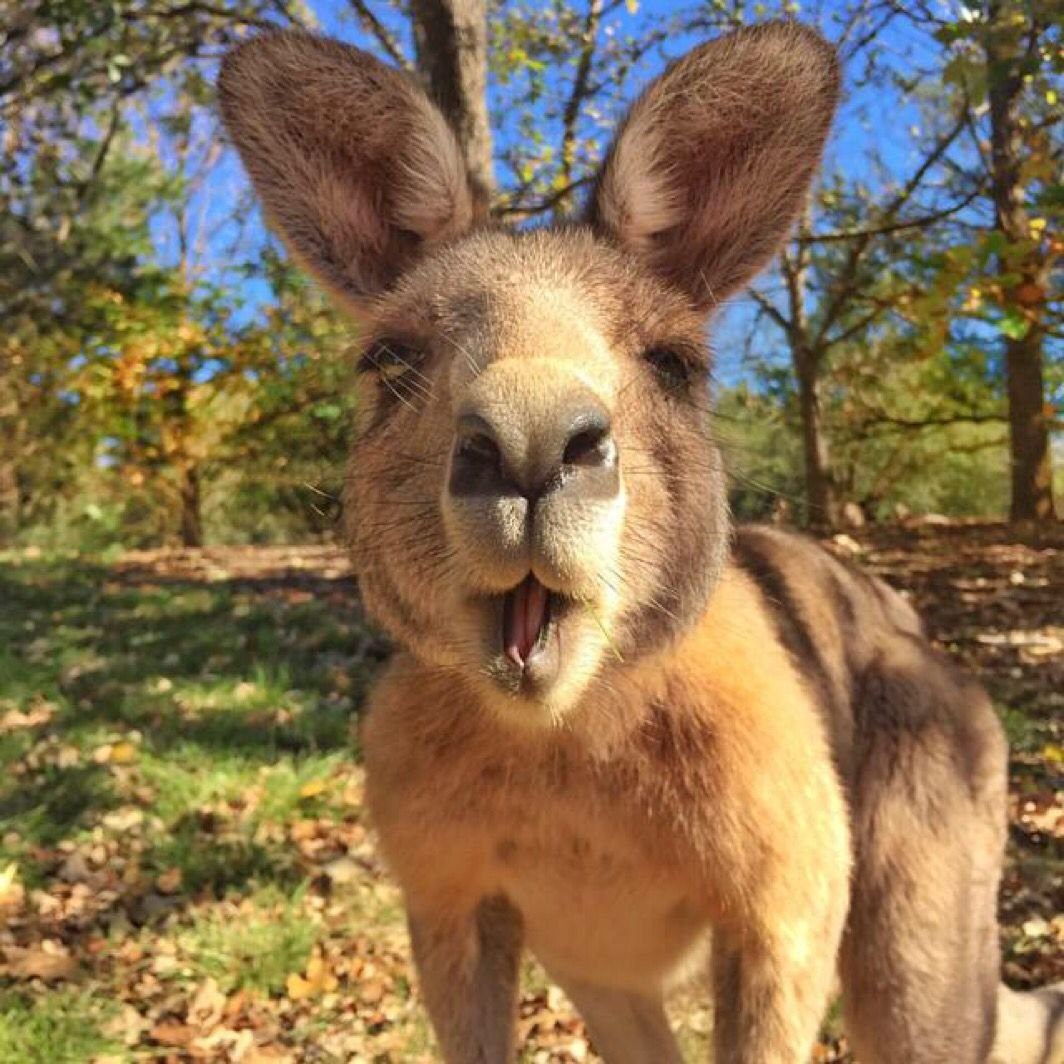 Самый накаченный кенгуру Роджер
