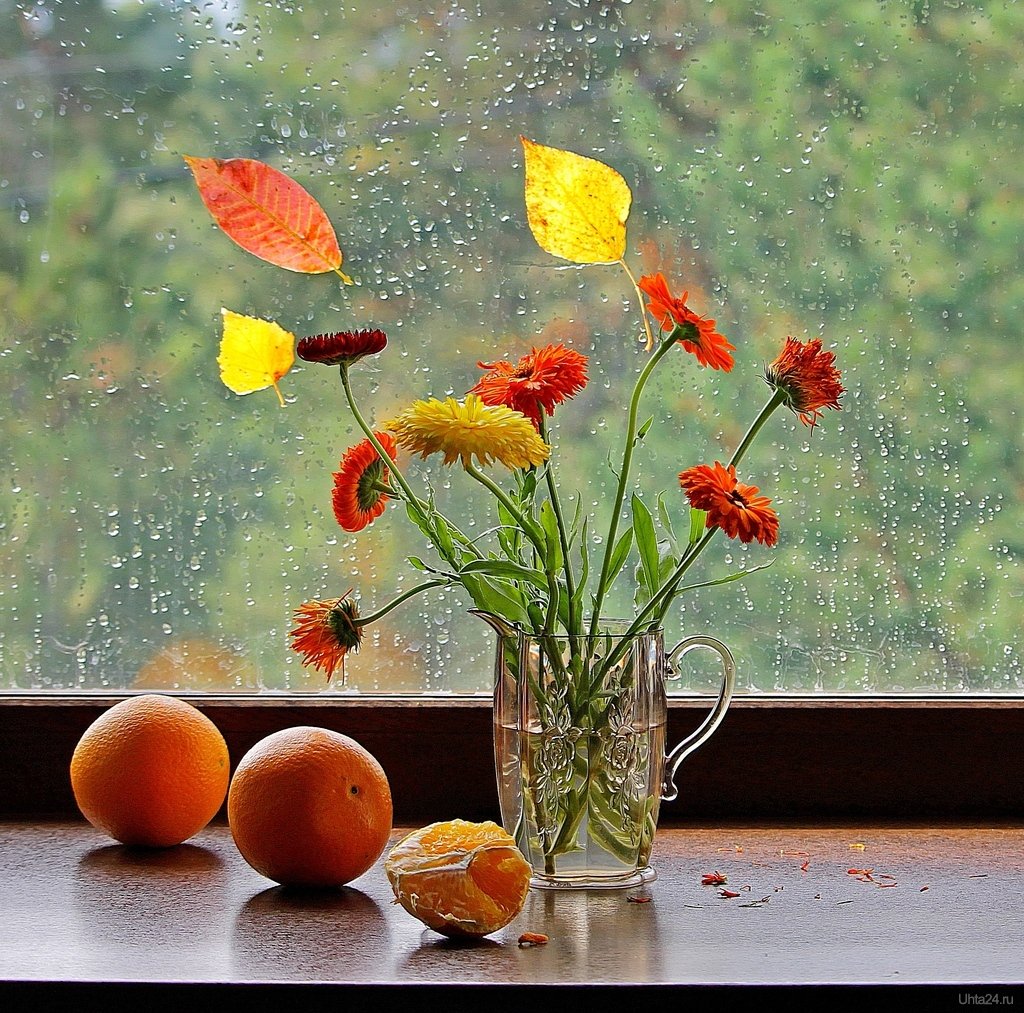 Утро дождь кофе цветы