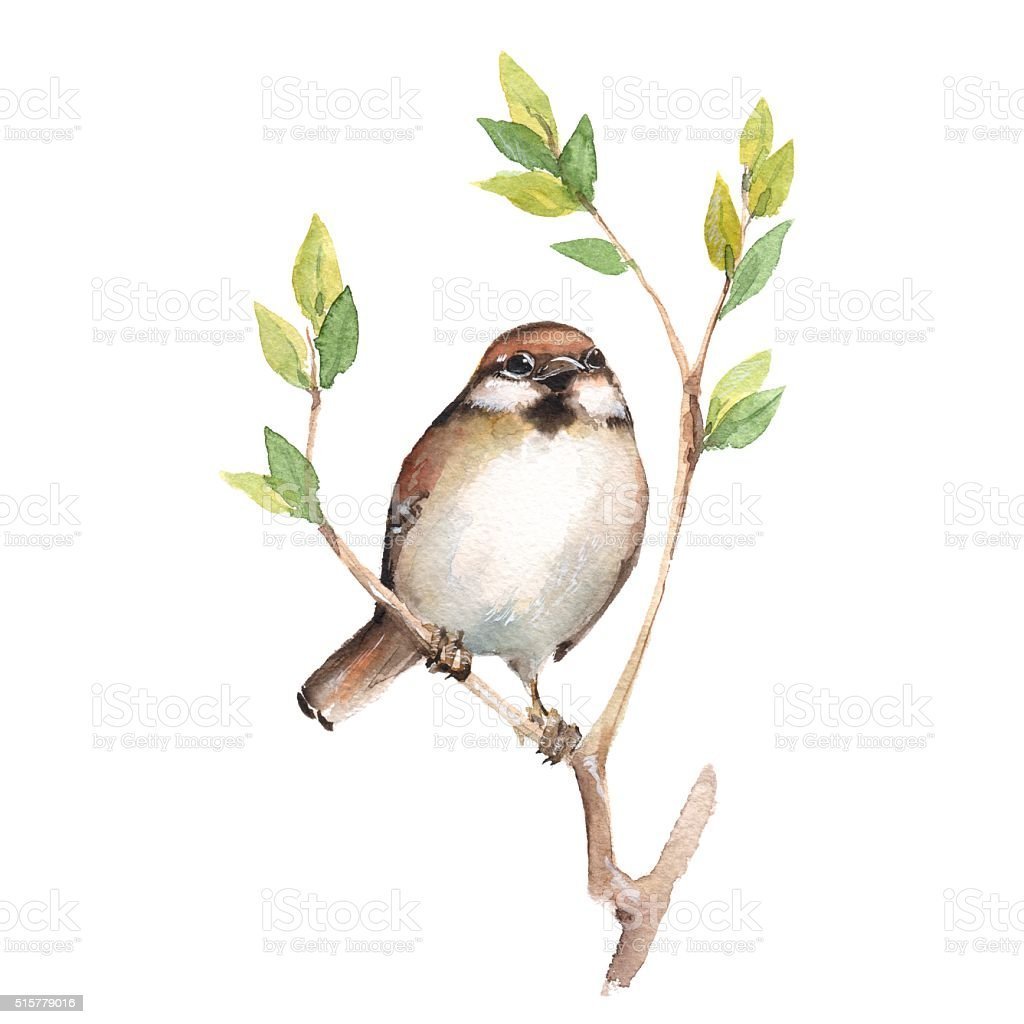 Воробей акварель белый фон
