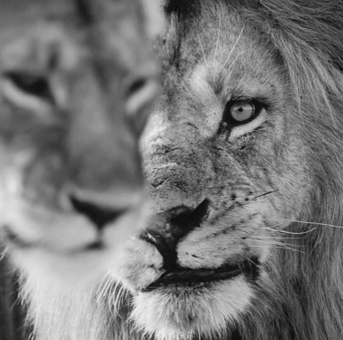 Лев и львица