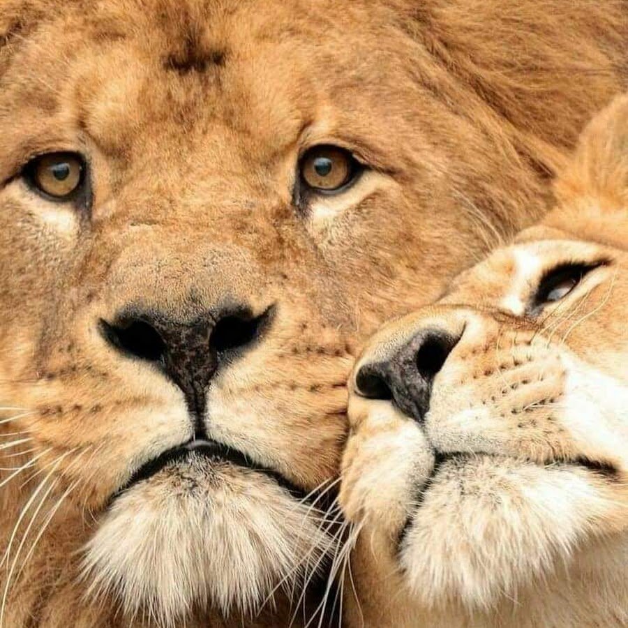 Мой Львенок