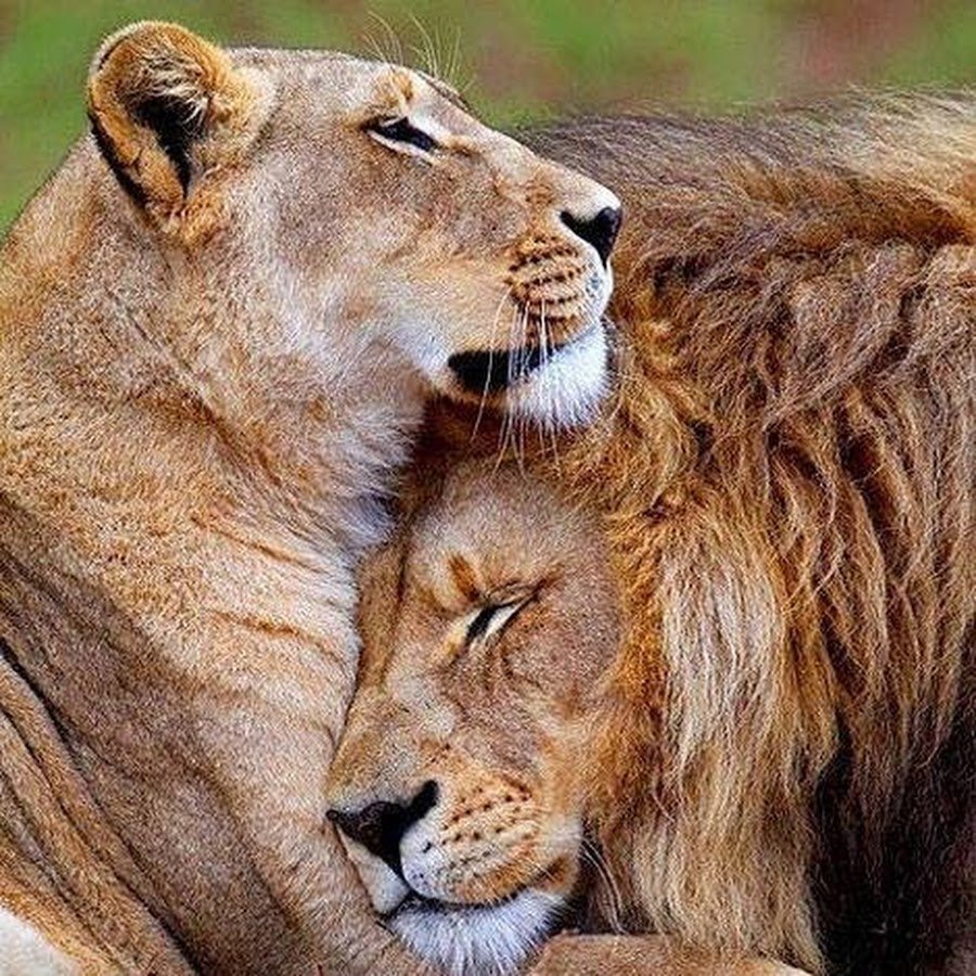 Лев и львица