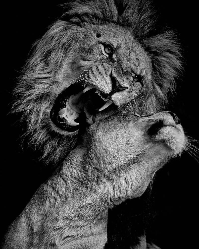 Лев и львица чб