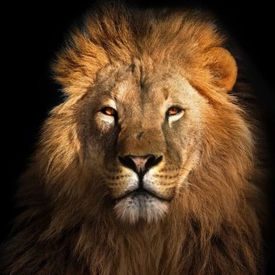 Весы напольные Яромир Яр-4206 Лев