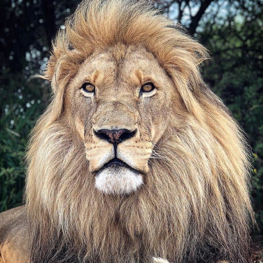 Львы картинки на телефон