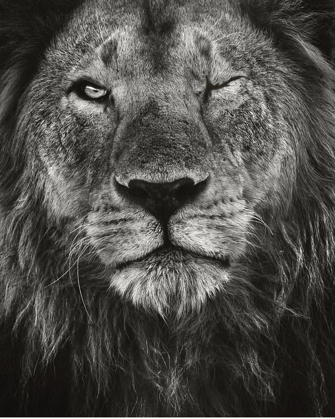 Дерзкий Лев голова