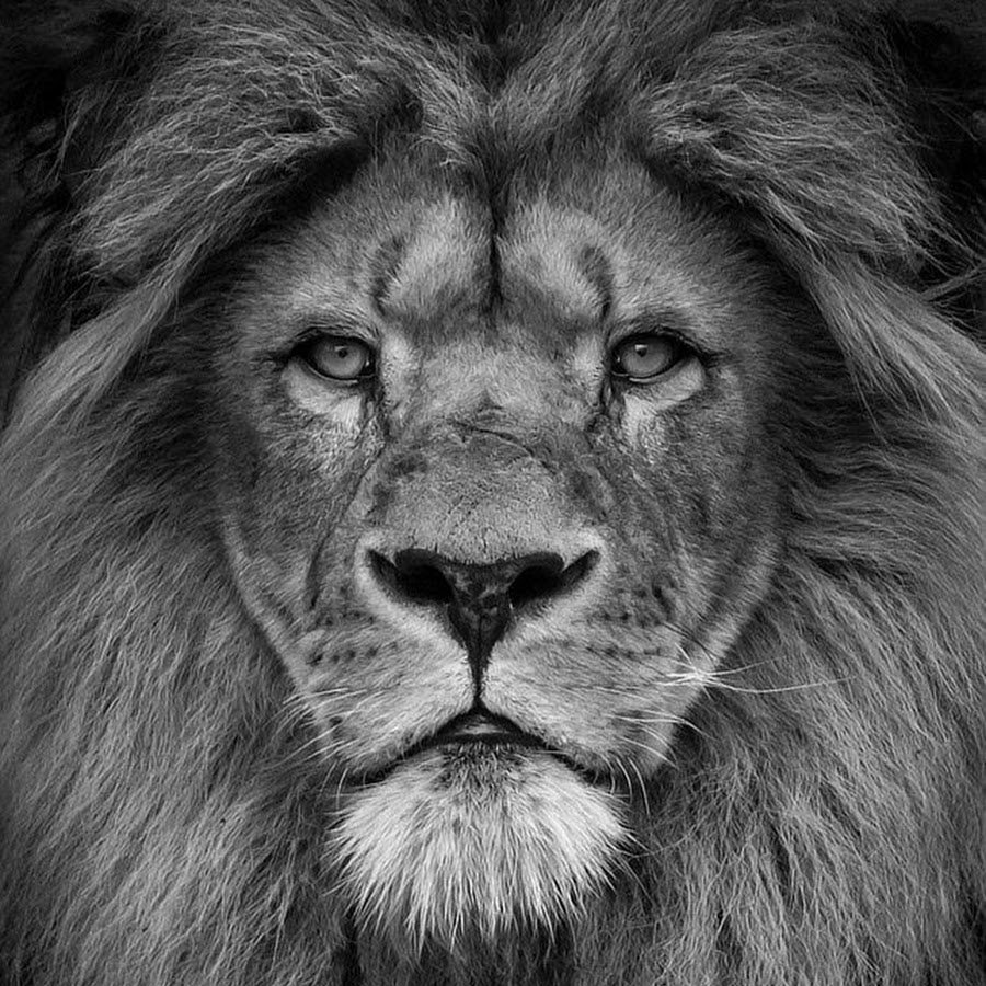 Голова Льва