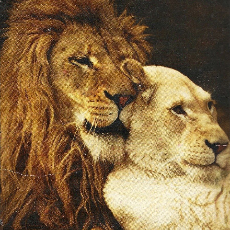 Лев и львица в обнимку